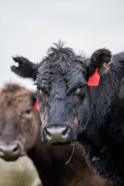 Güney Batı Victoria, Avustralya 'da sığır ve buzağılar otluyor. saman ve tohum yiyorlar. Türleri arasında benekli park, Murray Grey, Angus ve Brangus bulunur..