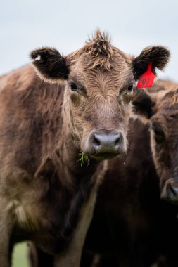 Güney Batı Victoria, Avustralya 'da sığır ve buzağılar otluyor. saman ve tohum yiyorlar. Türleri arasında benekli park, Murray Grey, Angus ve Brangus bulunur..