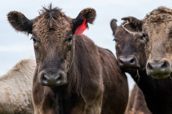 Vaches Veaux Boucherie Paissant Sur Herbe Dans Sud Ouest Victoria — Photo