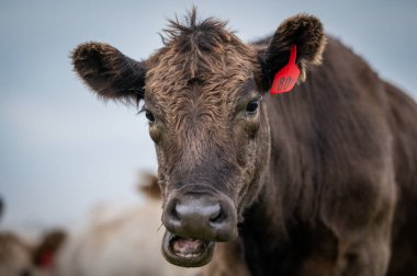 Güney Batı Victoria, Avustralya 'da sığır ve buzağılar otluyor. saman ve tohum yiyorlar. Türleri arasında benekli park, Murray Grey, Angus ve Brangus bulunur..