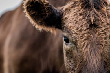 Güney Batı Victoria, Avustralya 'da sığır ve buzağılar otluyor. saman ve tohum yiyorlar. Türleri arasında benekli park, Murray Grey, Angus ve Brangus bulunur..