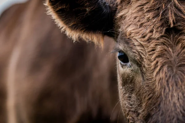 Vacas Res Terneros Pastando Hierba Suroeste Victoria Australia Comiendo Heno —  Fotos de Stock