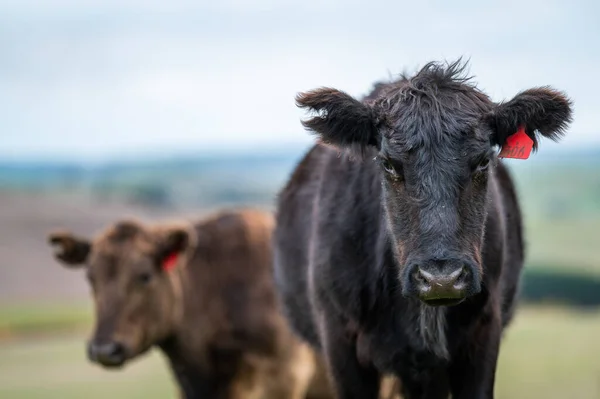 Vacas Res Terneros Pastando Hierba Suroeste Victoria Australia Comiendo Heno — Foto de Stock