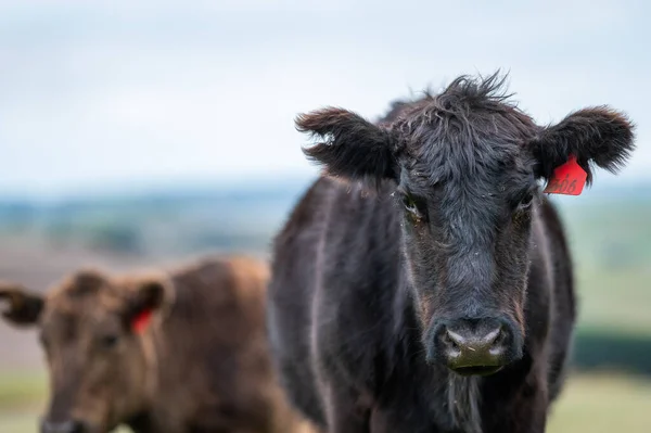 Vacas Res Terneros Pastando Hierba Suroeste Victoria Australia Comiendo Heno — Foto de Stock