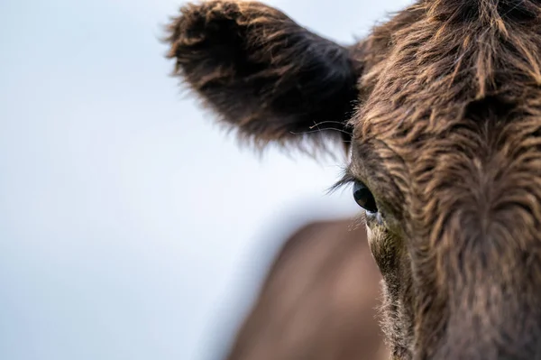 Rinderkühe Und Kälber Weiden Auf Gras Südwesten Von Victoria Australien — Stockfoto