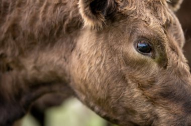 Güney Batı Victoria, Avustralya 'da sığır ve buzağılar otluyor. saman ve tohum yiyorlar. Türleri arasında benekli park, Murray Grey, Angus ve Brangus bulunur..