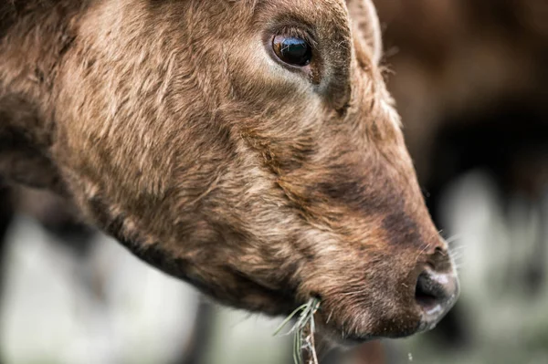 Vacas Res Terneros Pastando Hierba Suroeste Victoria Australia Comiendo Heno —  Fotos de Stock