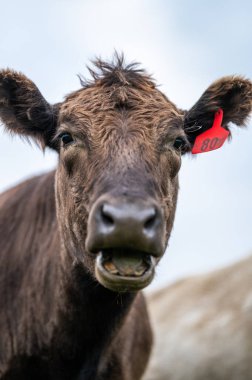 Güney Batı Victoria, Avustralya 'da sığır ve buzağılar otluyor. saman ve tohum yiyorlar. Türleri arasında benekli park, Murray Grey, Angus ve Brangus bulunur..
