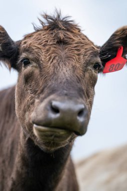 Güney Batı Victoria, Avustralya 'da sığır ve buzağılar otluyor. saman ve tohum yiyorlar. Türleri arasında benekli park, Murray Grey, Angus ve Brangus bulunur..
