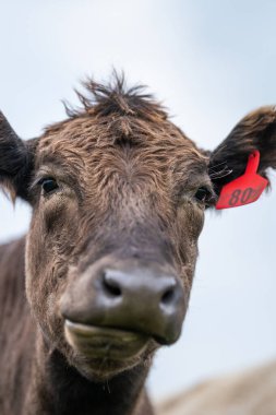 Güney Batı Victoria, Avustralya 'da sığır ve buzağılar otluyor. saman ve tohum yiyorlar. Türleri arasında benekli park, Murray Grey, Angus ve Brangus bulunur..