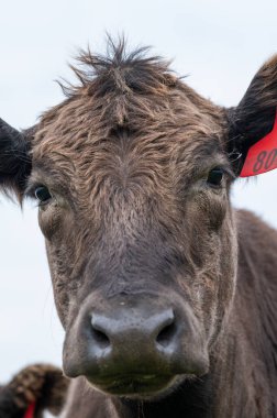 Güney Batı Victoria, Avustralya 'da sığır ve buzağılar otluyor. saman ve tohum yiyorlar. Türleri arasında benekli park, Murray Grey, Angus ve Brangus bulunur..