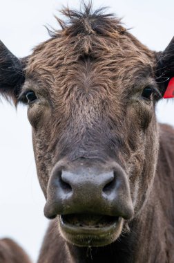 Güney Batı Victoria, Avustralya 'da sığır ve buzağılar otluyor. saman ve tohum yiyorlar. Türleri arasında benekli park, Murray Grey, Angus ve Brangus bulunur..