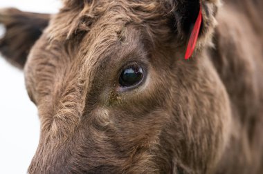 Güney Batı Victoria, Avustralya 'da sığır ve buzağılar otluyor. saman ve tohum yiyorlar. Türleri arasında benekli park, Murray Grey, Angus ve Brangus bulunur..