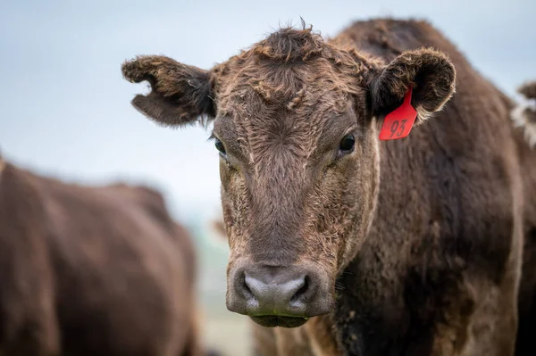 Vacas Res Terneros Pastando Hierba Suroeste Victoria Australia Comiendo Heno — Foto de Stock