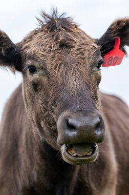 Güney Batı Victoria, Avustralya 'da sığır ve buzağılar otluyor. saman ve tohum yiyorlar. Türleri arasında benekli park, Murray Grey, Angus ve Brangus bulunur..