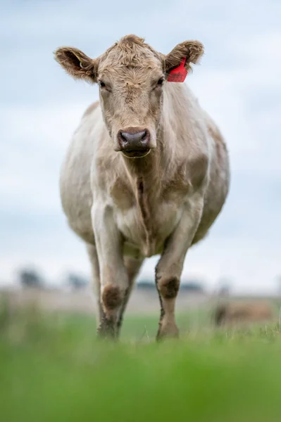 Krávy Telata Pasoucí Trávě Jihozápadní Victorii Austrálii Pojídání Sena Siláže — Stock fotografie