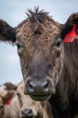 Güney Batı Victoria, Avustralya 'da sığır ve buzağılar otluyor. saman ve tohum yiyorlar. Türleri arasında benekli park, Murray Grey, Angus ve Brangus bulunur..