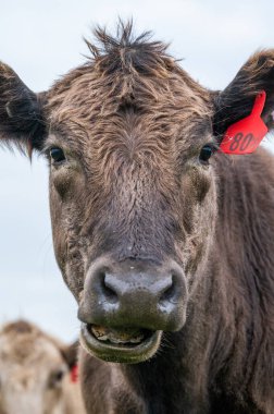 Güney Batı Victoria, Avustralya 'da sığır ve buzağılar otluyor. saman ve tohum yiyorlar. Türleri arasında benekli park, Murray Grey, Angus ve Brangus bulunur..