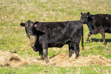 Güney Batı Victoria, Avustralya 'da sığır ve buzağılar otluyor. saman ve tohum yiyorlar. Türleri arasında benekli park, Murray Grey, Angus ve Brangus bulunur..