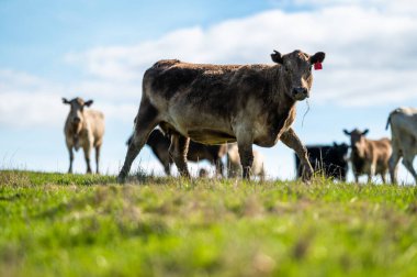 Güney Batı Victoria, Avustralya 'da sığır ve buzağılar otluyor. saman ve tohum yiyorlar. Türleri arasında benekli park, Murray Grey, Angus ve Brangus bulunur..