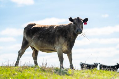 Güney Batı Victoria, Avustralya 'da sığır ve buzağılar otluyor. saman ve tohum yiyorlar. Türleri arasında benekli park, Murray Grey, Angus ve Brangus bulunur..