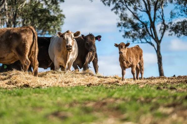 澳大利亚西南部维克托利亚的牛和小牛正在吃草 吃干草和青贮 品种包括斑点公园 花蜜和白兰地 — 图库照片