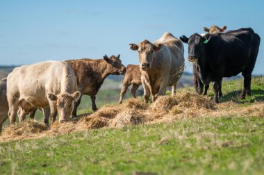 Güney Batı Victoria, Avustralya 'da sığır ve buzağılar otluyor. saman ve tohum yiyorlar. Türleri arasında benekli park, Murray Grey, Angus ve Brangus bulunur..