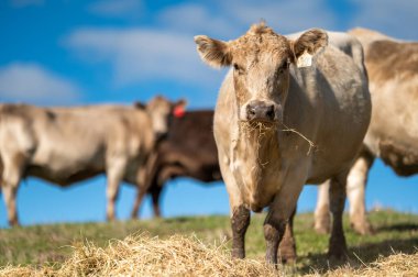 Güney Batı Victoria, Avustralya 'da sığır ve buzağılar otluyor. saman ve tohum yiyorlar. Türleri arasında benekli park, Murray Grey, Angus ve Brangus bulunur..