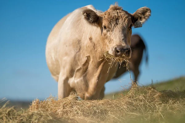 Говяжьи Коровы Телята Пасутся Траве Юго Западной Виктории Австралия Сено — стоковое фото