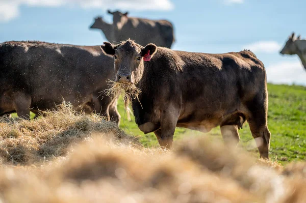 Beef cows and calfs grazing on grass in south west victoria, Australia. eating hay and silage. breeds include specked park, murray grey, angus and brangus.