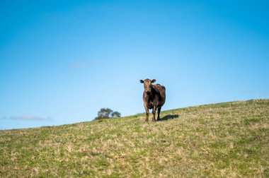 Güney Batı Victoria, Avustralya 'da sığır ve buzağılar otluyor. saman ve tohum yiyorlar. Türleri arasında benekli park, Murray Grey, Angus ve Brangus bulunur..