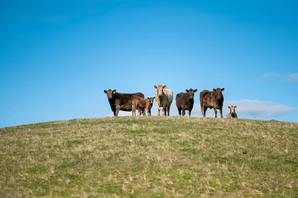 Bovinos Bezerros Pastando Grama Sudoeste Victoria Austrália Comer Feno Silagem — Fotografia de Stock