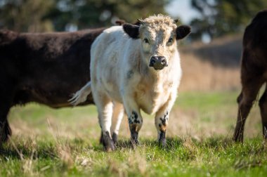 Güney Batı Victoria, Avustralya 'da sığır ve buzağılar otluyor. saman ve tohum yiyorlar. Türleri arasında benekli park, Murray Grey, Angus ve Brangus bulunur..