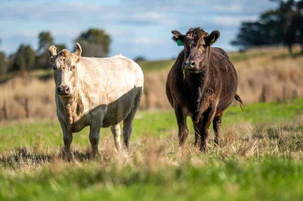 Vacas Res Terneros Pastando Hierba Suroeste Victoria Australia Comiendo Heno —  Fotos de Stock