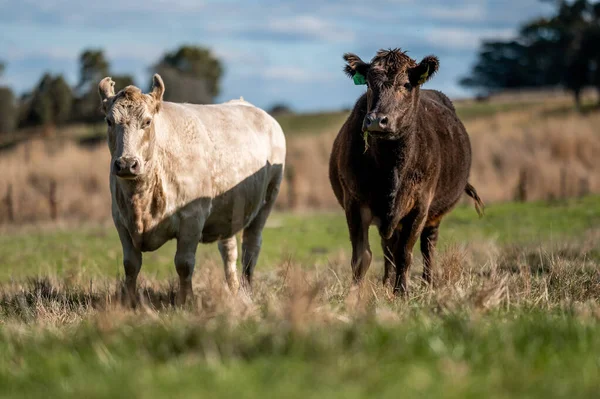 Vacas Res Terneros Pastando Hierba Suroeste Victoria Australia Comiendo Heno —  Fotos de Stock