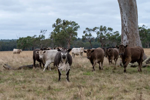 Beef Cows Calfs Grazing Grass South West Victoria Australia Eating — Stock Photo, Image