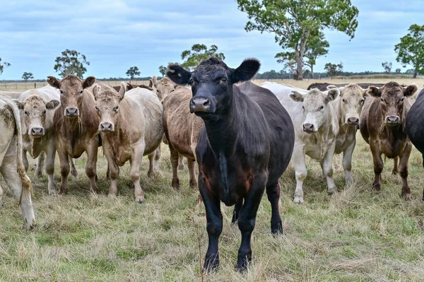 Bovinos Bezerros Pastando Grama Sudoeste Victoria Austrália Comer Feno Silagem — Fotografia de Stock