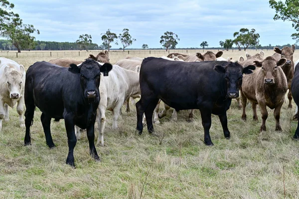Krávy Telata Pasoucí Trávě Jihozápadní Victorii Austrálii Pojídání Sena Siláže — Stock fotografie