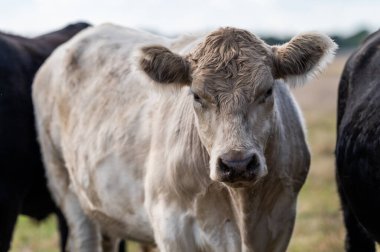 Güney Batı Victoria, Avustralya 'da sığır ve buzağılar otluyor. saman ve tohum yiyorlar. Türleri arasında benekli park, Murray Grey, Angus ve Brangus bulunur..
