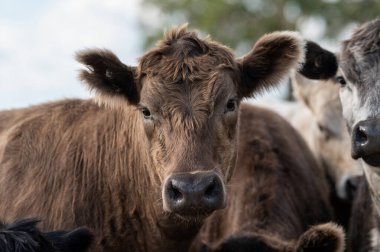 Güney Batı Victoria, Avustralya 'da sığır ve buzağılar otluyor. saman ve tohum yiyorlar. Türleri arasında benekli park, Murray Grey, Angus ve Brangus bulunur..