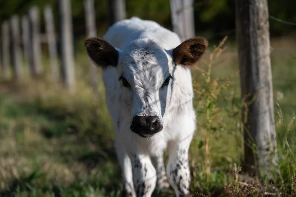 Krowy Jedzące Trawę Australii — Zdjęcie stockowe