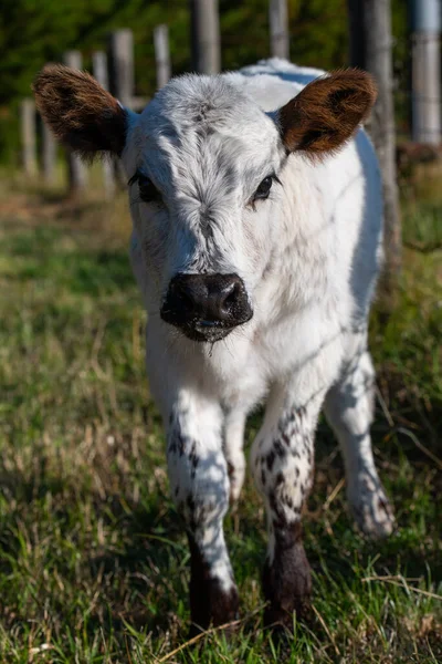 Koeien Die Gras Eten Australië — Stockfoto