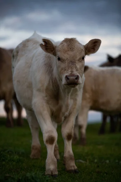 Krowy Jedzące Trawę Australii — Zdjęcie stockowe