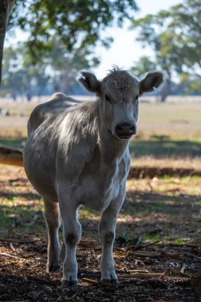 Koeien Die Gras Eten Australië — Stockfoto