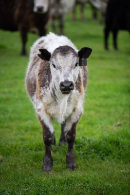 Avustralya 'da ot yiyen inekler