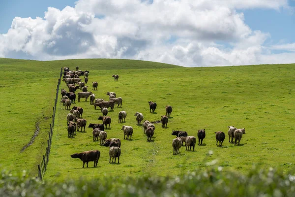 Vacas Que Comem Grama Austrália — Fotografia de Stock