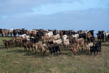 Cattle grazing on grass in Australia.  clipart