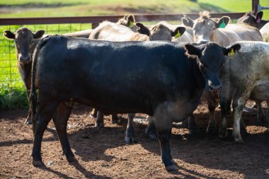 Avustralya 'da otlayan sığırlar. 