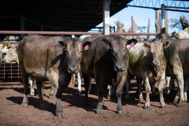 Avustralya 'da otlayan sığırlar. 