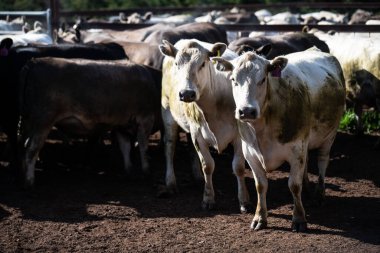 Avustralya 'da otlayan sığırlar. 
